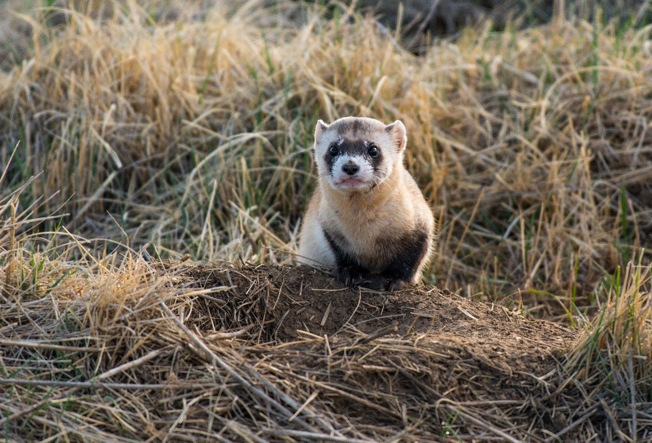 枯れた草原でカメラの方を見る短い毛に覆われた動物 